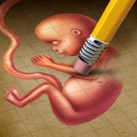 embryo